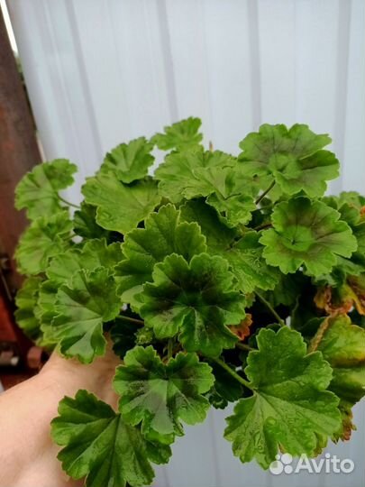 Пеларгонии сортовые