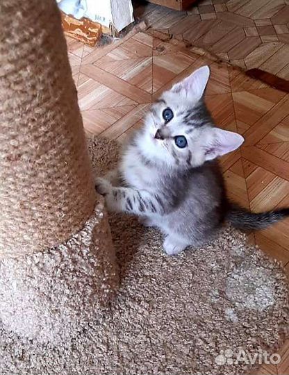 Котята с леса