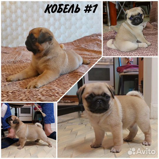 Щенки мопса