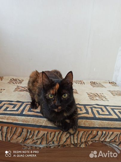 Кошечка в добрые руки с улицы