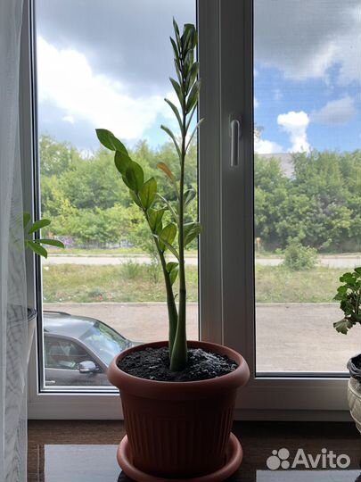 Долларовое дерево