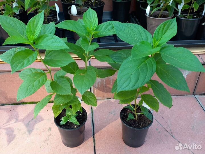 Гортензия саммерр сноу