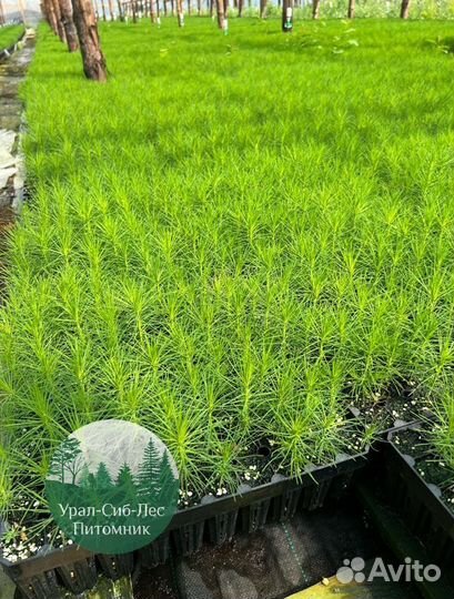 Зкс и окс Сосна Ель Лиственница сеянцы Голуб горн