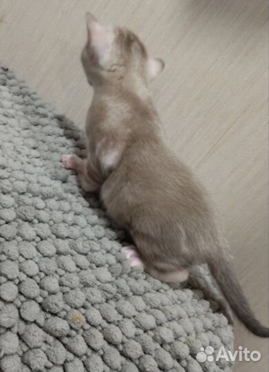 Бенгальские котята