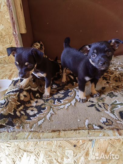 Щенки той терьер