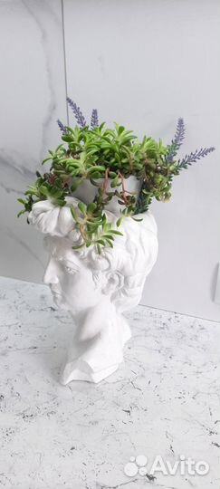 Анакомпсерос