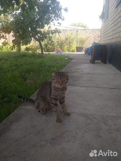 Шотландский котик