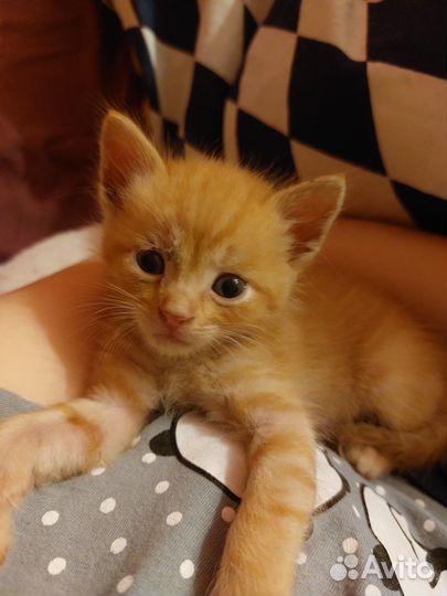 3 рыжих котенка