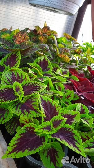 Продажа рассады цветов