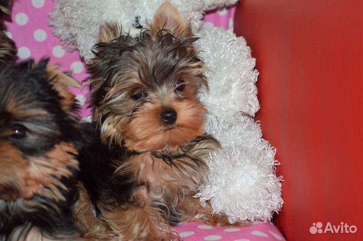 Йоркширский терьер щенки