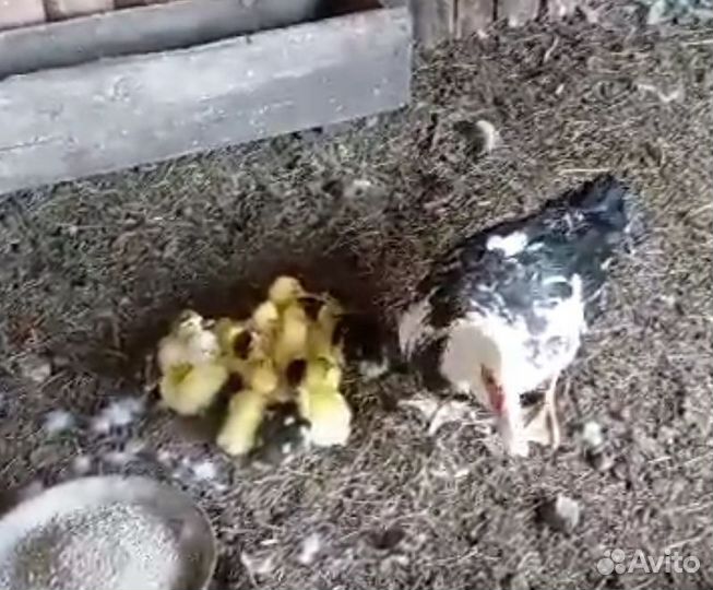 Утята индоутки