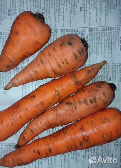 Продам морковь