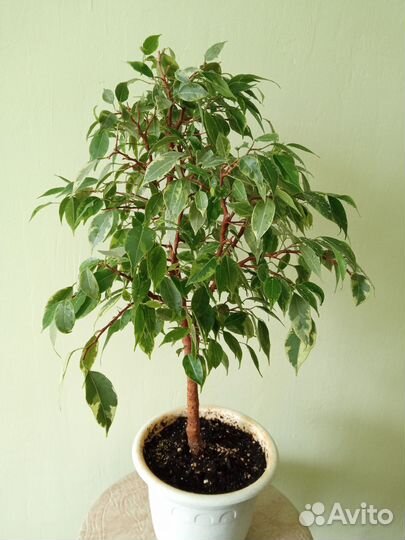 Фикус Кинки