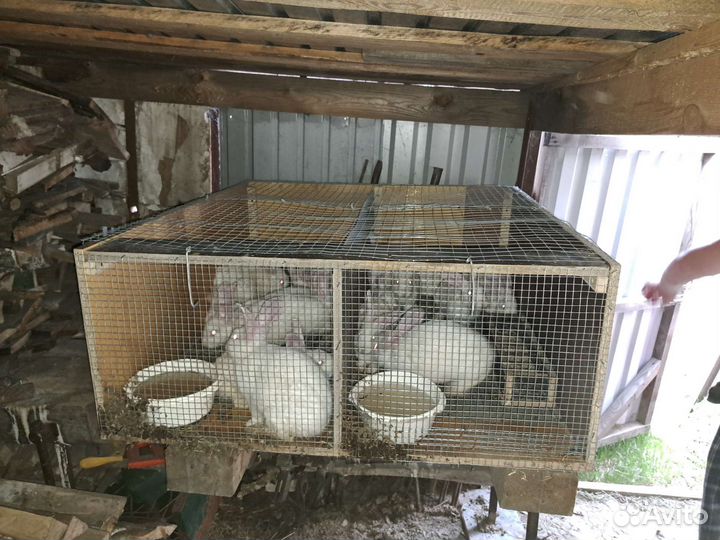 Кролики белый паннон