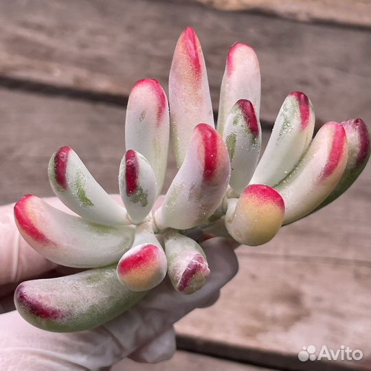 Cotyledon Orbiculata