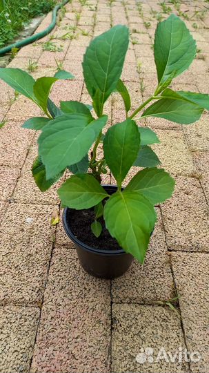 Гортензия Мадам Мулье и другие