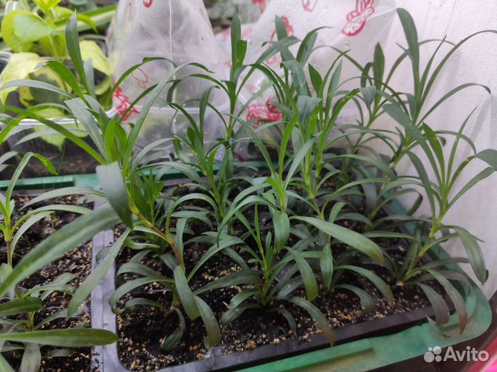 Гвоздика ампельная