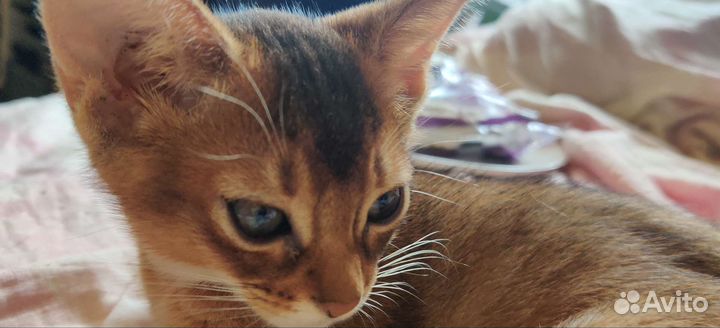 Абиссинские котята