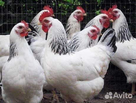 Молодые куры