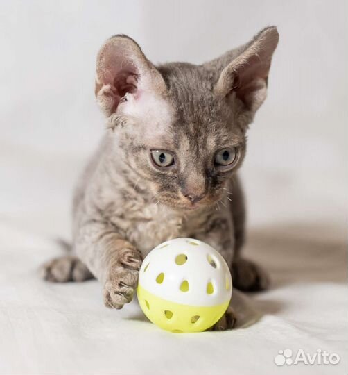 Девон-рекс мальчик (в резерве)