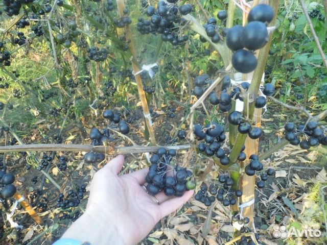 Семена санберри (ягода жизни)