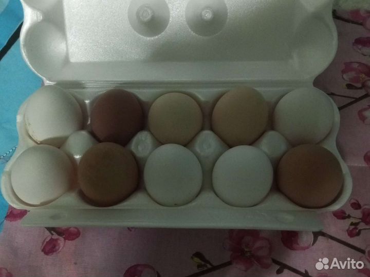 Домашние куриные яйца