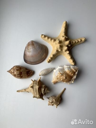 Морские ракушки набором