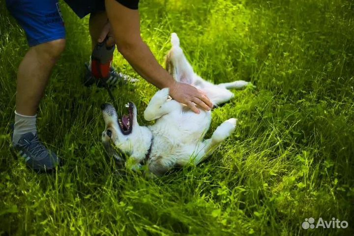 Собака Миша