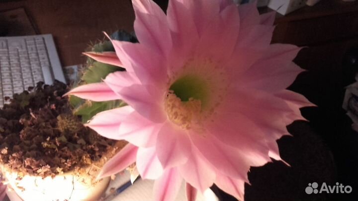 Детки кактуса