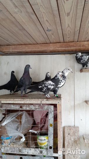 Голуби бакинские Чили