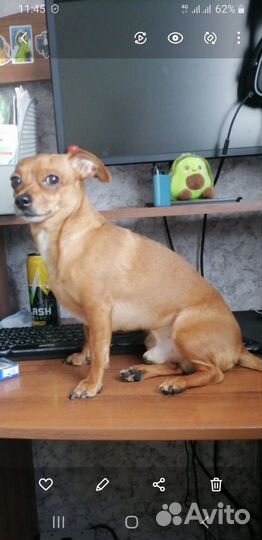 Маленькая собака