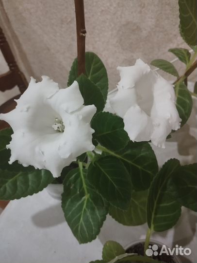 Глоксиния лист