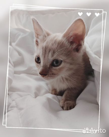 Плюшевые котята