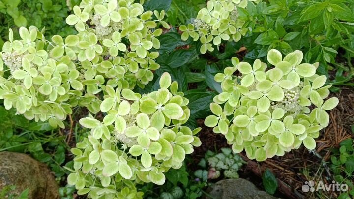 Гортензия метельчатая самарская Лидия, Саммер лав