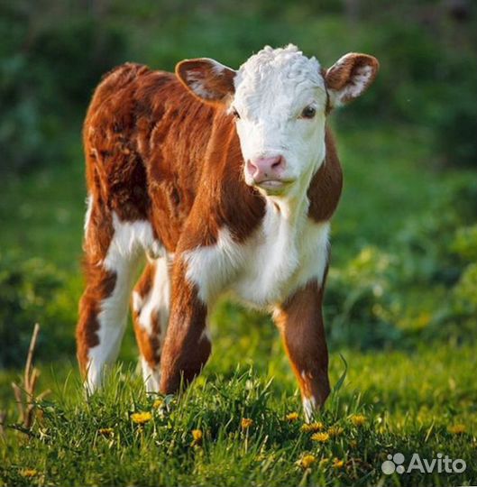 Телёнок с доставкой