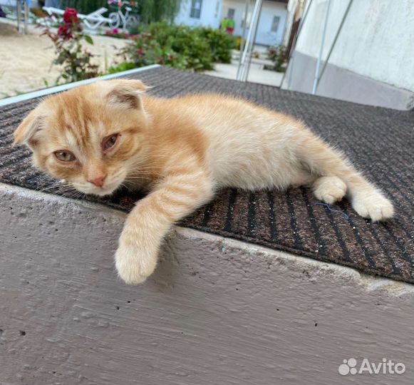 Котенок на улице