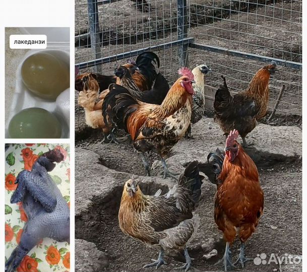 Цыплята суточные