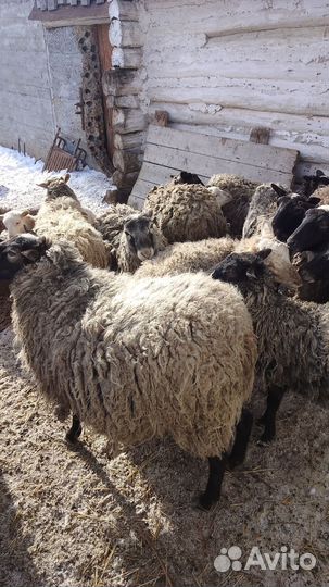 Овцы и бараны