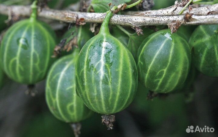 Смородина, крыжовник, черная малина, клубника