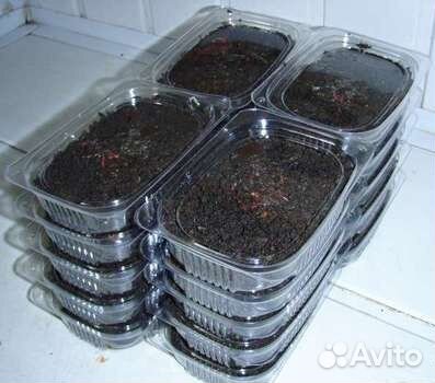 Красный червь