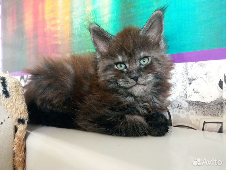 Котята мейн-кун