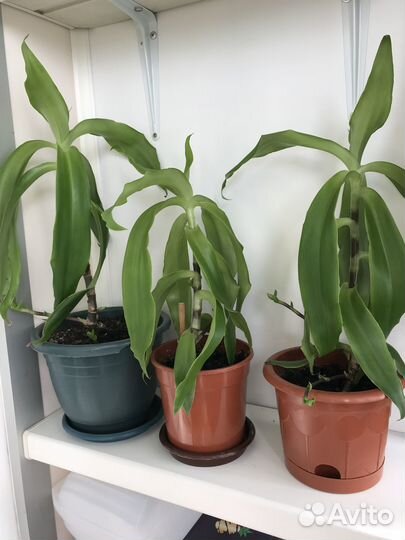 Комнатные растения