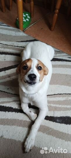 Джек Рассел терьер девочка