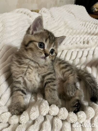 Шотландские котята