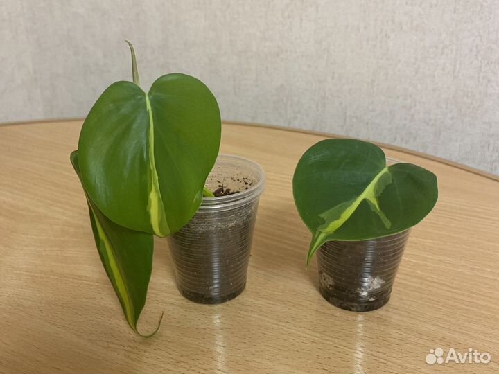 Филодендроны