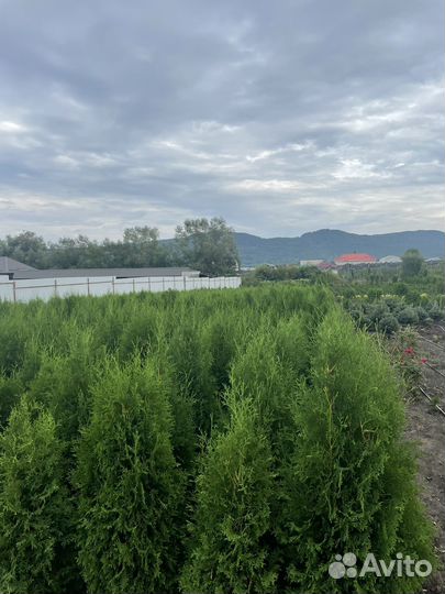 Туи,голубые ели оптом по РФ