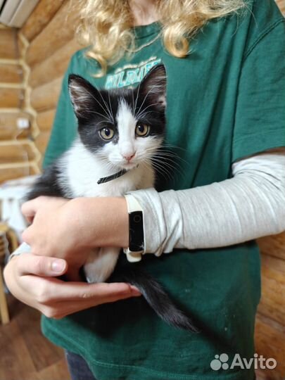 Котята в добрые руки бесплатно