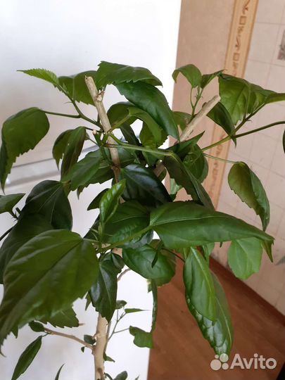 Гибискус или китайская роза