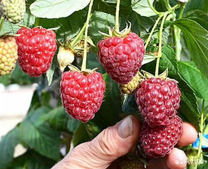 Малина саженцы разные сорта