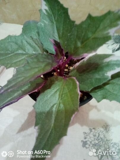 Гинура вариегатная